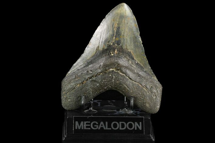 Fossil Megalodon Tooth - North Carolina #124434